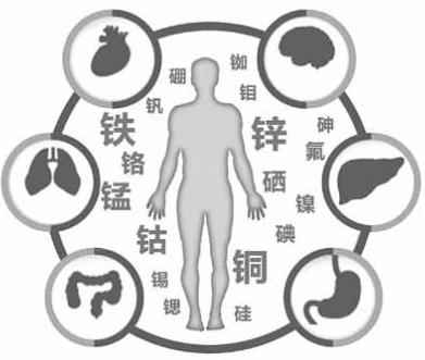 医用微量元素分析仪为我们的健康提供了保障 医用微量元素分析仪为我们的健康提供了保障