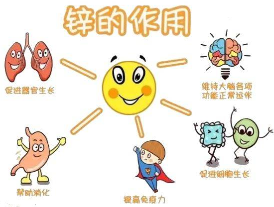 微量元素分析仪厂家提示变身威猛先生?该怎样正确看待锌的摄入