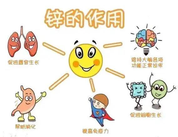 全自动微量元素分析仪生产厂家提示人体内的锌元素有哪些作用？