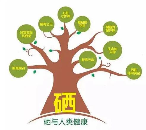 钙铁锌硒检测仪厂家提示什么叫有机硒和无机硒？科学补硒看看吧